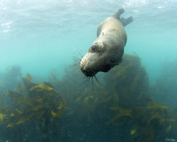 Cape fur seal by Pieter Firlefyn 